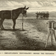 Image for article titled Aloysius, the Amazing Exploding Photo-Mule